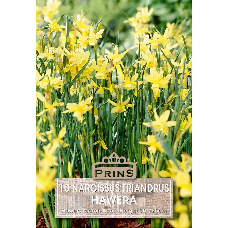Narcissus 'Hawera' (10 bulbs) image 0