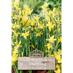 Narcissus 'Hawera' (10 bulbs) image 0
