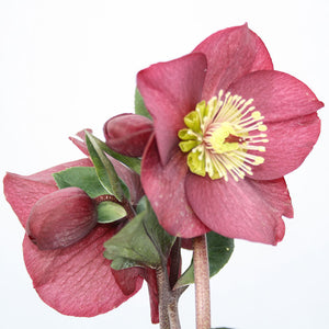 Hellebore ‘HGC Ice N’ Roses Benotta’ (2-Litre Pot) image 0