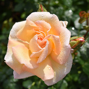 Peter Beales ‘Liverpool Hope’ Shrub Rose (4-Litre Pot) image 0