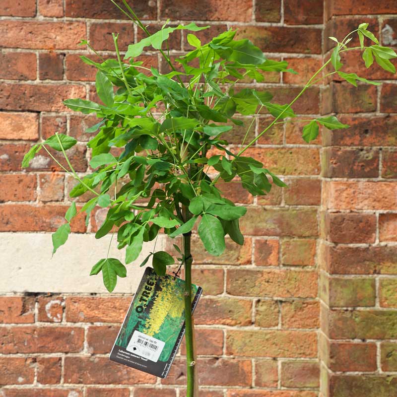 Laburnum watereri ‘Vossii’ Tree (Golden Rain) (12-Litre Pot) image 0