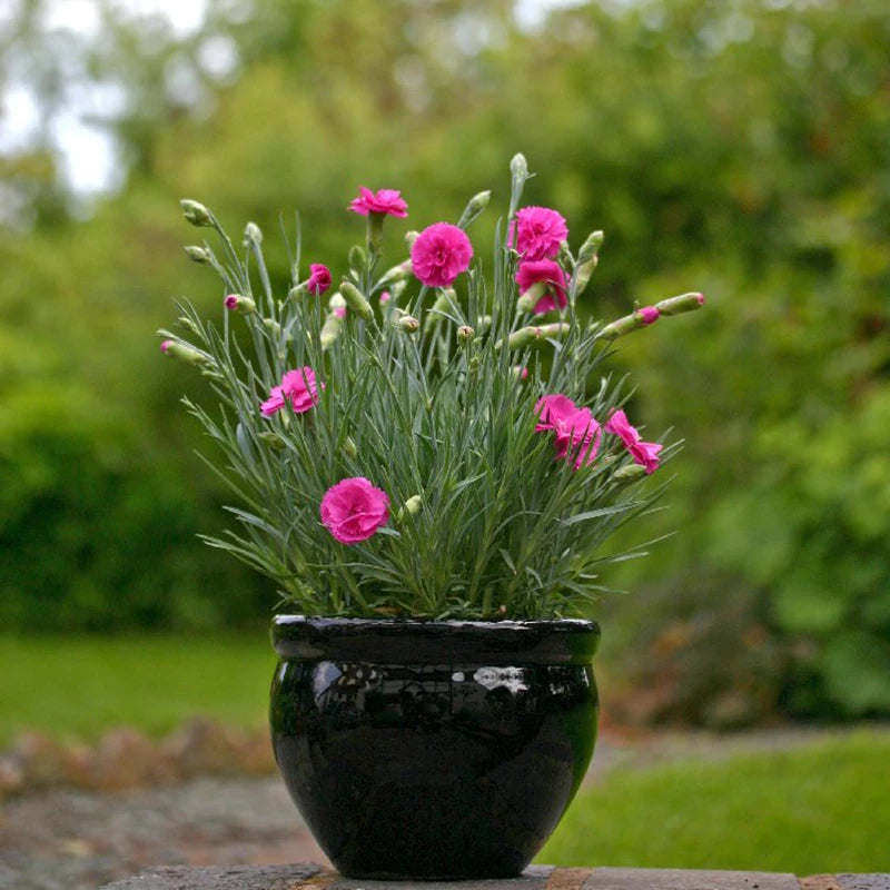 Dianthus 'Tickled Pink' image 0