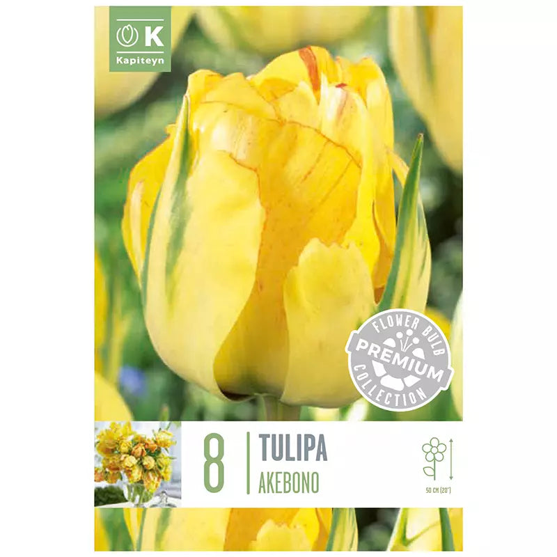 Tulip 'Akebono' (8 bulbs) image 0