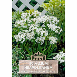 Allium ‘Neapolitanum’ (20 Bulbs) image 0