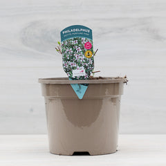 Philadelphus ‘Petite Perfume Pink’ Mock Orange (3-Litre Pot) image 0