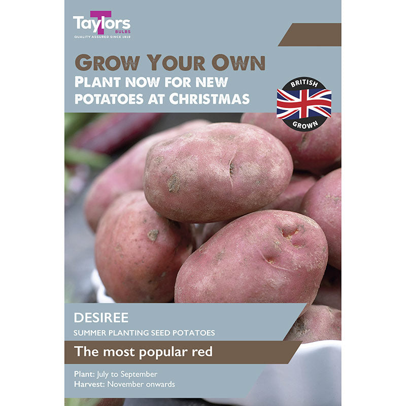 'Desiree' Christmas Harvest Summer Planting Seed Potatoes (Pack of 10) image 0