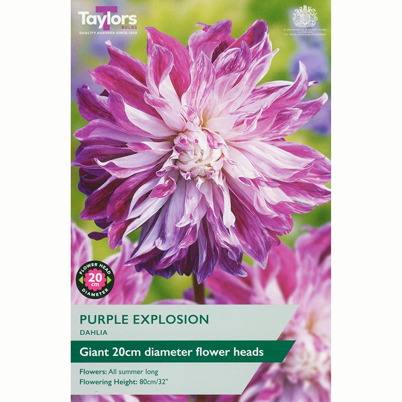 Dahlia ‘Purple Explosion’ with Purple and White Flowers (1 Tuber) image 0