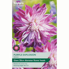 Dahlia ‘Purple Explosion’ with Purple and White Flowers (1 Tuber) image 0