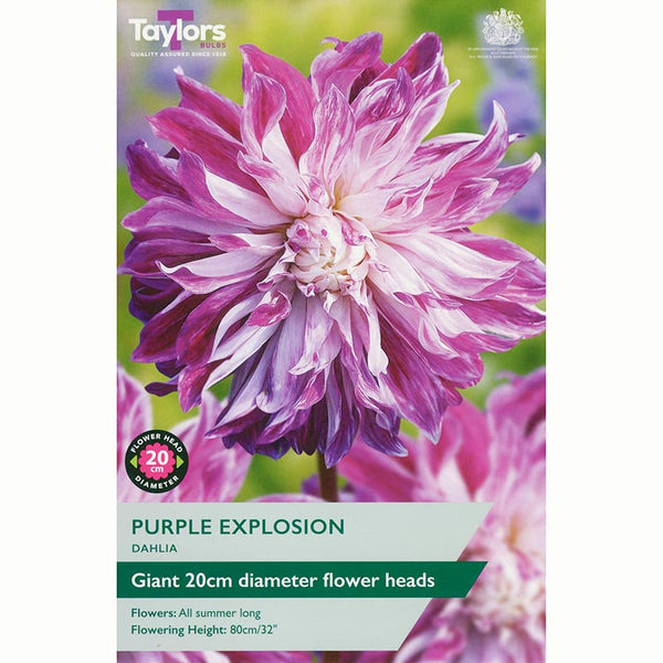 Dahlia ‘Purple Explosion’ with Purple and White Flowers (1 Tuber) image 0