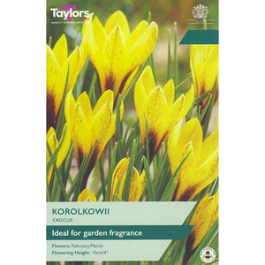 Crocus ‘Korolkowii’ (12 Bulbs) image 0