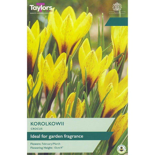 Crocus ‘Korolkowii’ (12 Bulbs) image 0