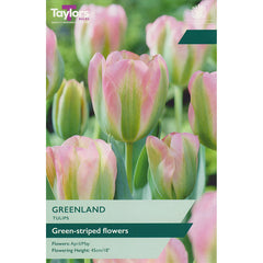 Tulip ‘Greenland’ (5 Bulbs) image 0