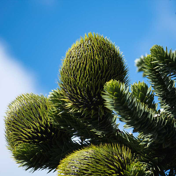 Araucaria araucana 'Monkey Puzzle Tree' (3-Litre Pot) image 3