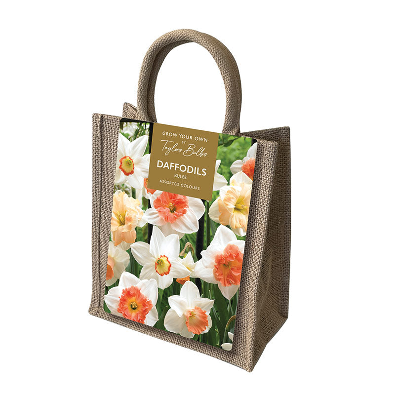 Jute Gift Bag with 12 Assorted Daffodil Bulbs image 0