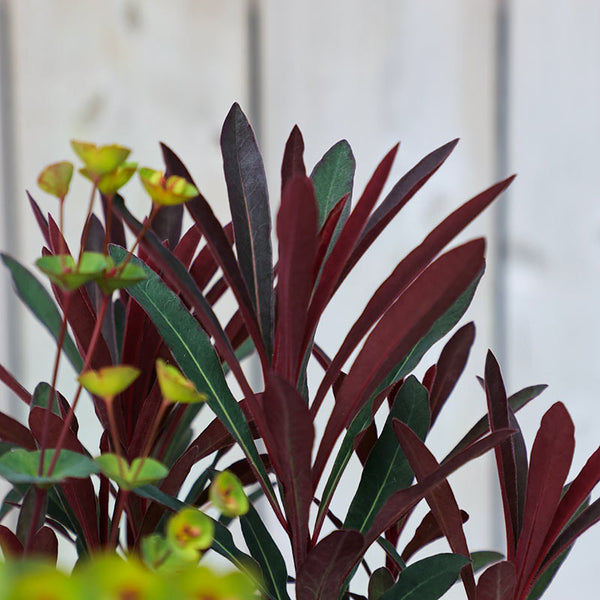 Euphorbia x martini ‘Miner's Merlot’ (2-Litre Pot) image 2