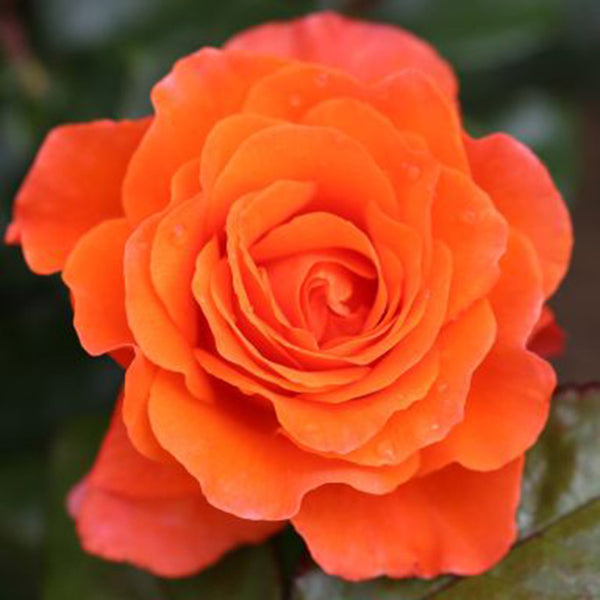 Whartons Roses ‘For You, With Love’ Floribunda Bush Rose (3-Litre Pot) image 0
