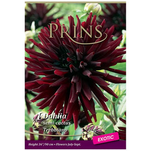 Dahlia Semi-cactus 'Trebbiano' (1 tuber) image 0