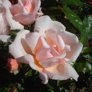 Whartons Roses ‘Albertine’ Rambling Rose (4-Litre Pot) image 0
