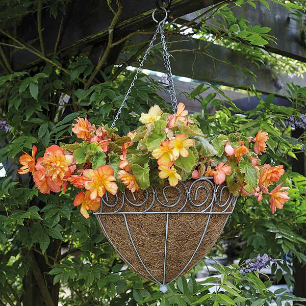 Tom Chambers Scrolled Cone Hanging Basket with Liner (30cm) image 0
