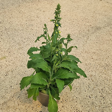 Digitalis purpurea ‘Hanabee White’ (2-Litre Pot) image 0