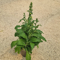 Digitalis purpurea ‘Hanabee White’ (2-Litre Pot) image 0