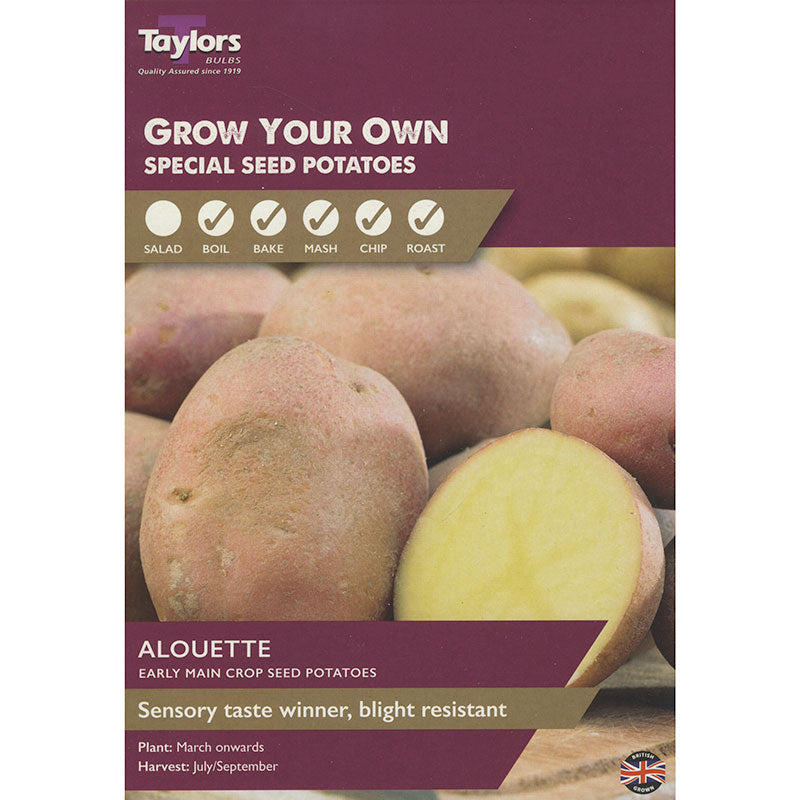 Alouette Main Crop Seed Potatoes (Pack of 8) image 0