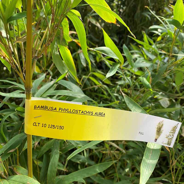 Phyllostachys aurea fishpole bamboo - 10 litre pot image