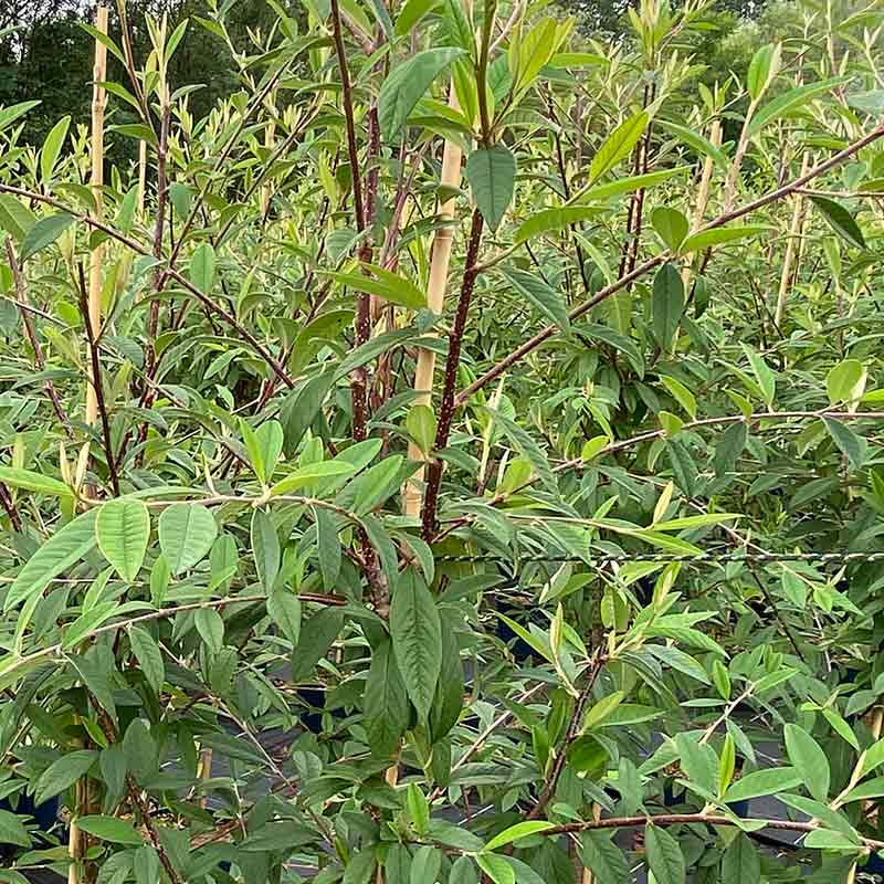 Cotoneaster x watereri Tree (12-Litre Pot) image 0