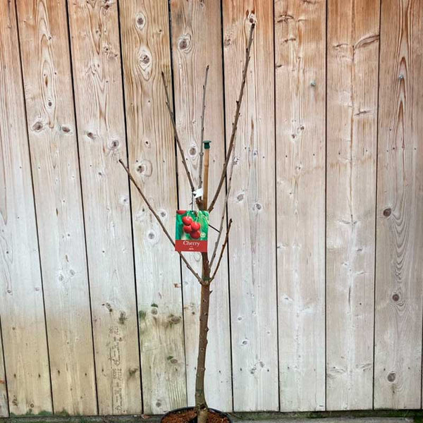 Prunus avium 'Stella' Cherry Tree (12-Litre Pot) image 1