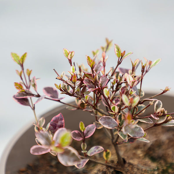 Lophomyrtus ‘Magic Dragon’ (3-Litre Pot) image 0
