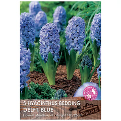 Hyacinth 'Delft Blue' (5 bulbs) image 0