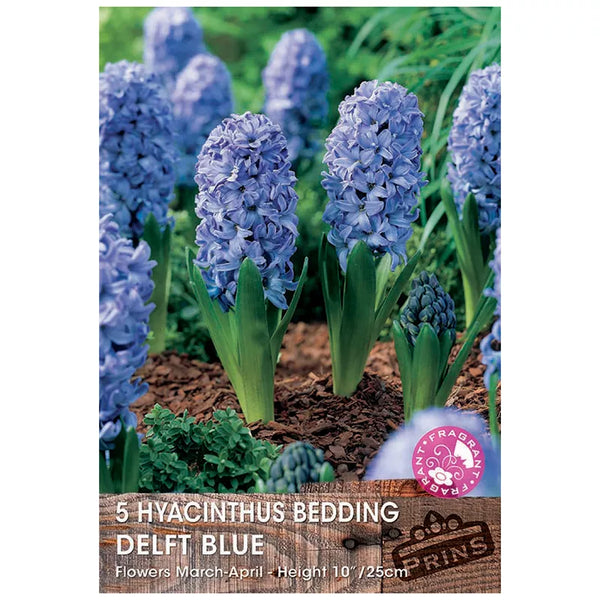 Hyacinth 'Delft Blue' (5 bulbs) image 0
