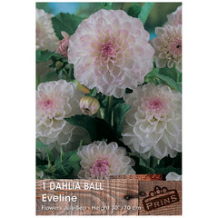Dahlia Ball 'Eveline' (1 tuber) image 0