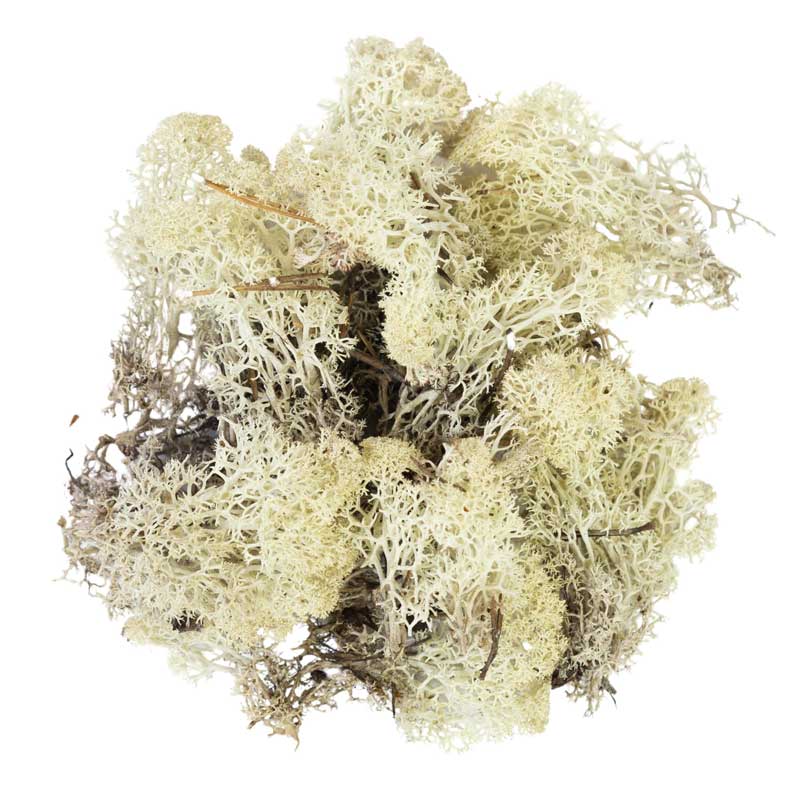 My Village Natural Reindeer Moss (500g) image 0