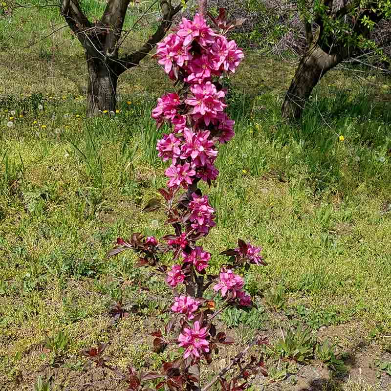 Malus ‘Heather’ Dwarf Apple Tree (5.5-Litre Pot) image 0