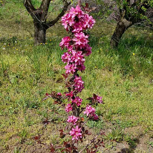 Malus ‘Heather’ Dwarf Apple Tree (5.5-Litre Pot) image 0