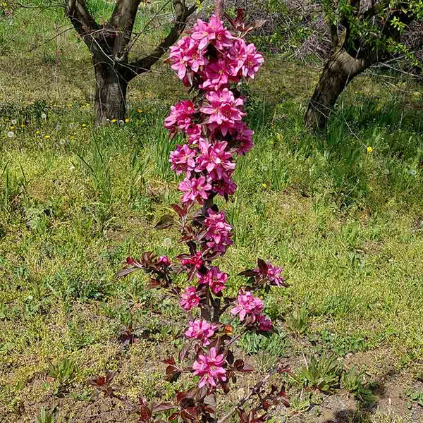 Malus ‘Heather’ Dwarf Apple Tree (5.5-Litre Pot) image 0