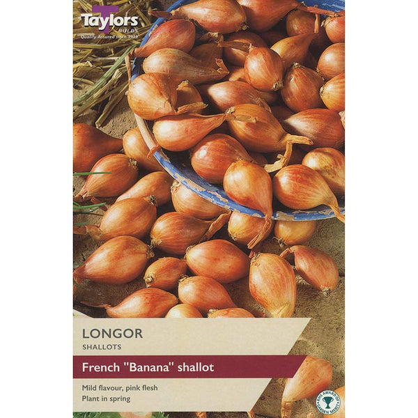 Longor Shallot Sets (Pack of 10) image 0