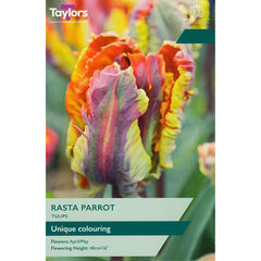 Tulip ‘Rasta Parrot’ (5 Bulbs) image 0
