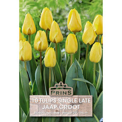 ‘Jaap Groot’ Single Late Tulips (10 Bulbs) image 0