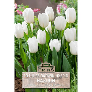 Tulip 'Hakuun' (10 bulbs) image 0