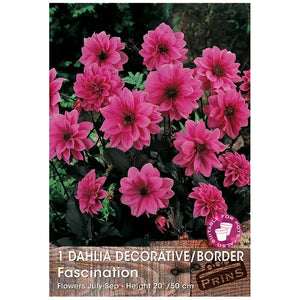 Dahlia Decorative/Border 'Fascination' (1 tuber) image 0