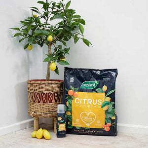 Westland Peat Free Citrus Potting Mix Compost  - 10 Litres image 2