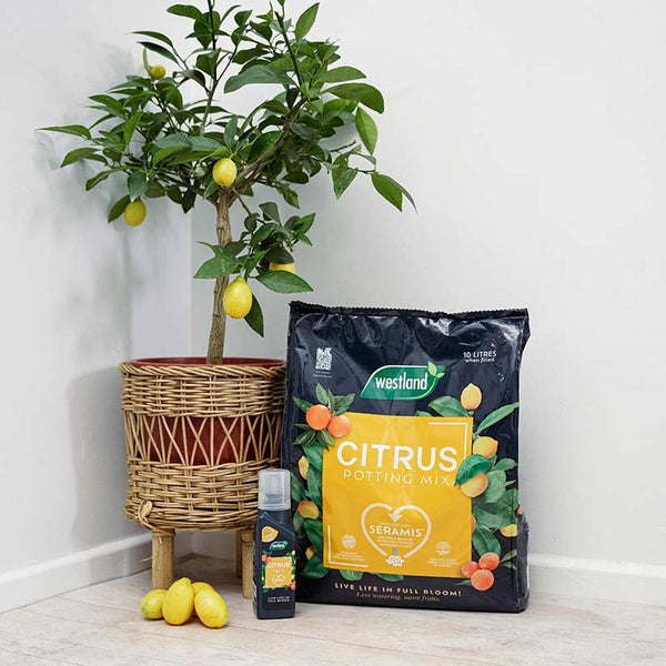 Westland Peat Free Citrus Potting Mix Compost  - 10 Litres image 2