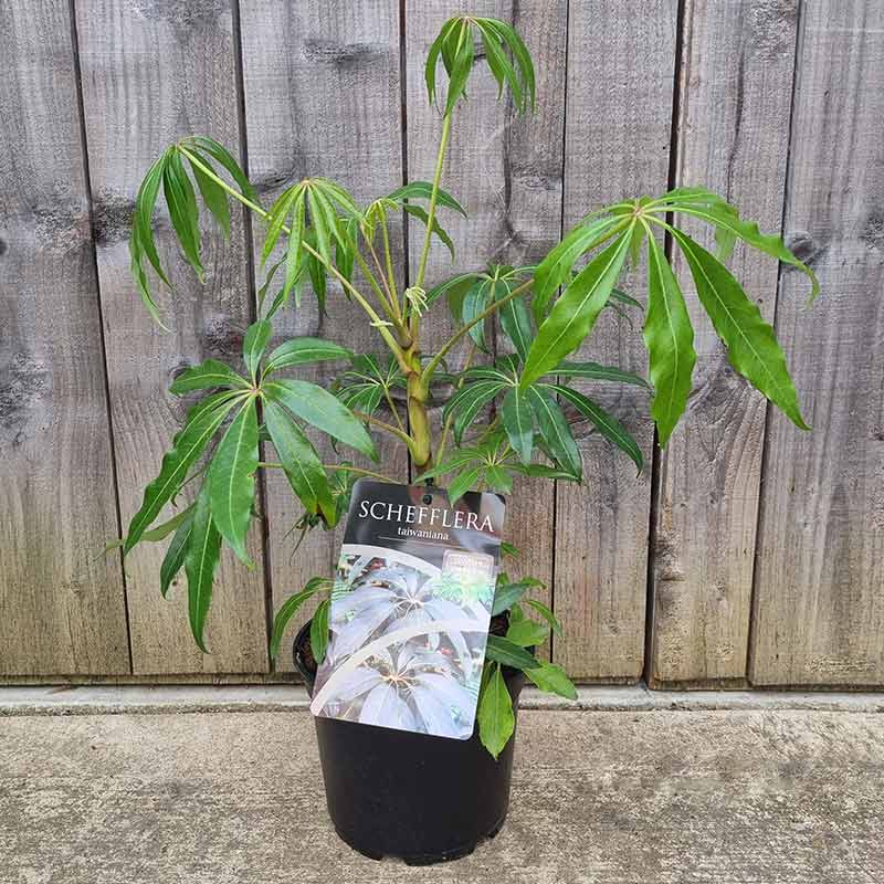 Schefflera taiwanian (Umbrella Tree) (2-Litre Pot) image 0