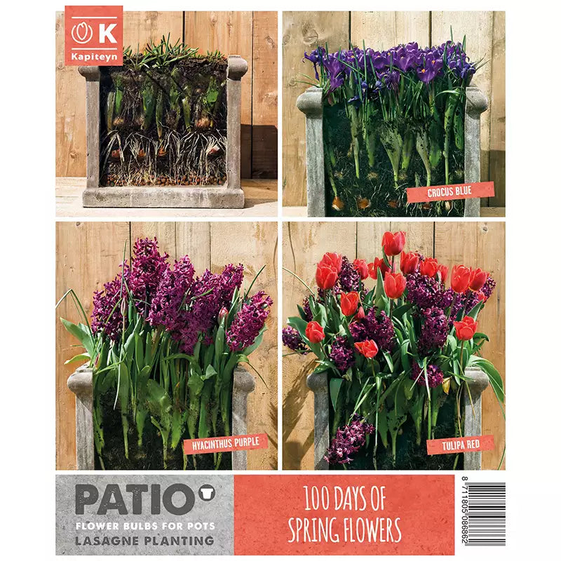 Lasagne Planting Bulb Mix 'Red & Purple' (40 bulbs) image 0