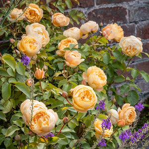 David Austin Dannahue® English Shrub Rose (6-Litre Pot) image 2
