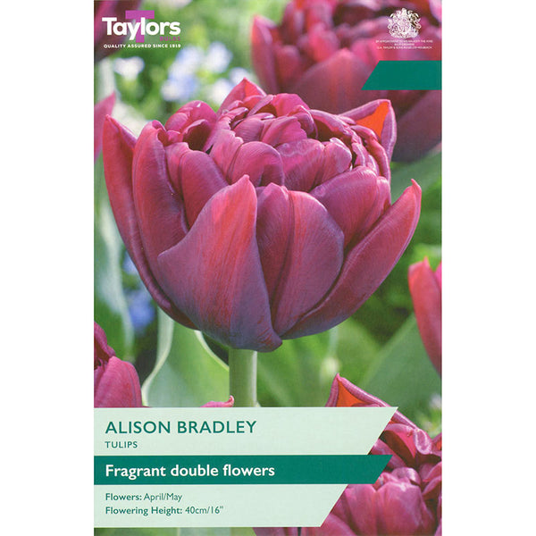 Tulip ‘Alison Bradley’ (5 Bulbs) image 0