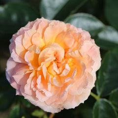 Whartons Roses ‘It’s a Wonderful Life’ Floribunda Rose (3-Litre Pot) image 0
