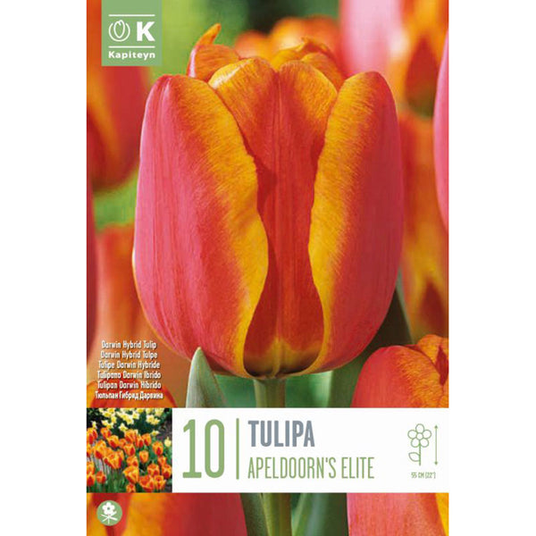 Tulip ‘Apeldoorn's Elite’ (10 bulbs) image 0